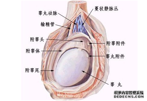 附睾炎症